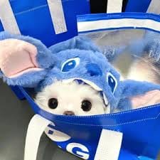 Komeng Alfiansyah profile