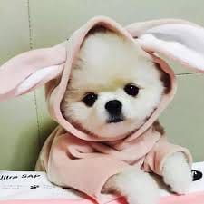 Vidi Aldiano profile